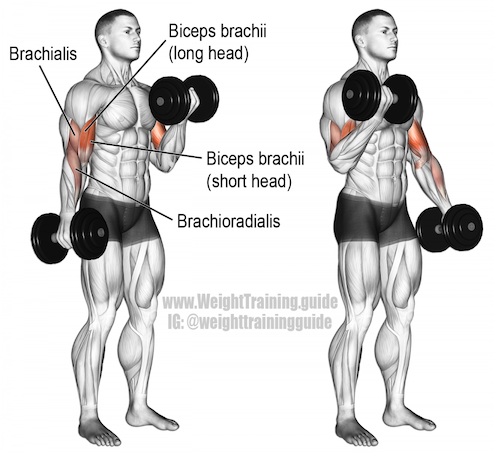 dumbbell_curl