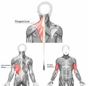 pushmuscle